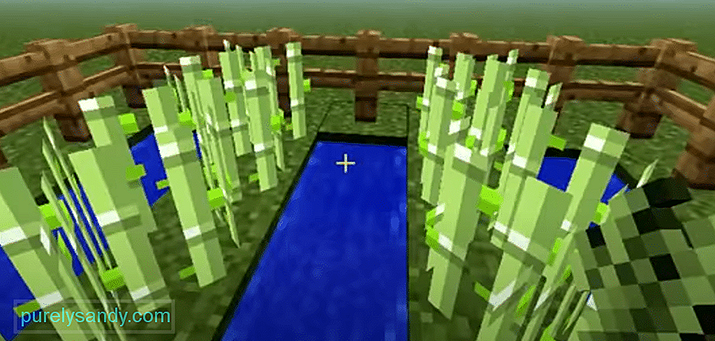 Saiba como plantar cana de açúcar no Minecraft – Tec Forum